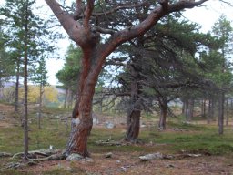 Skandinavien - Nordkapp - 2025