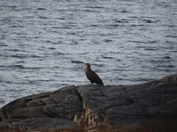 Skandinavien - Nordkapp - 2025