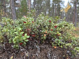 Skandinavien - Nordkapp - 2025