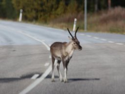 Skandinavien - Nordkapp - 2025