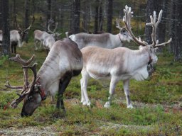 Skandinavien - Nordkapp - 2025