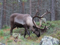 Skandinavien - Nordkapp - 2025